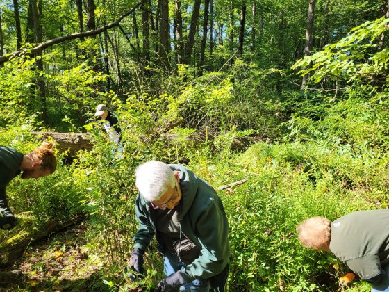 three people worknig in a forest  in green shirts
